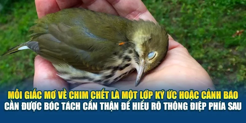 Mỗi giấc mơ về chim chết là một lớp ký ức hoặc cảnh báo cần được bóc tách cẩn thận để hiểu rõ thông điệp phía sau